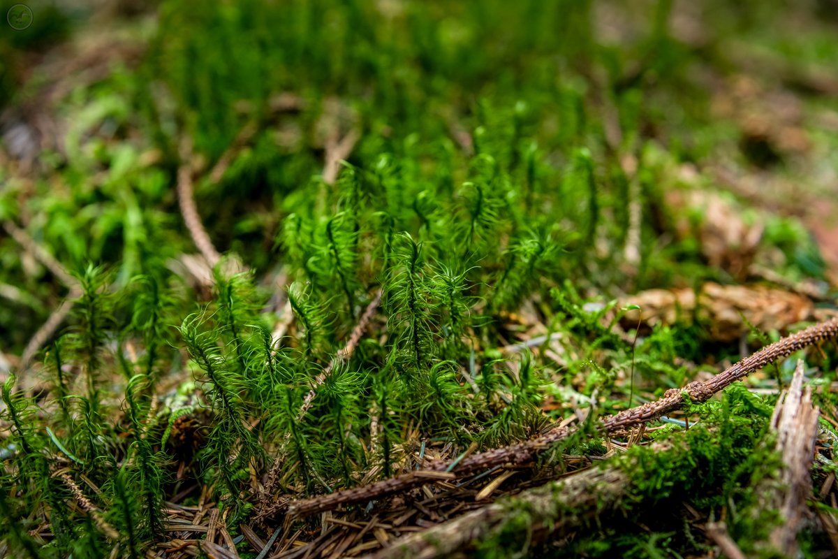 Forest Wanders #woodland #naturephotography #nature #landscapephotography #naturephotography #cumbria #lakedistrict #photography #photographer #flower #macrophotography #macrophotographylove #ttartisan