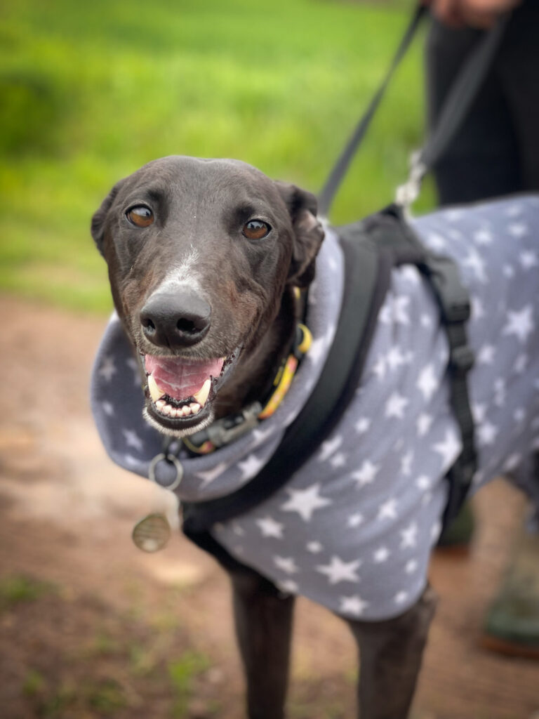 Faye has recently arrived in our care having made the journey from the east of the country, and we are getting to know her. She's playful and affectionate and her favourite thing is lots of cuddles! She isn't ready for homing yet, but check this out: foreverhoundstrust.org/dog/faye/