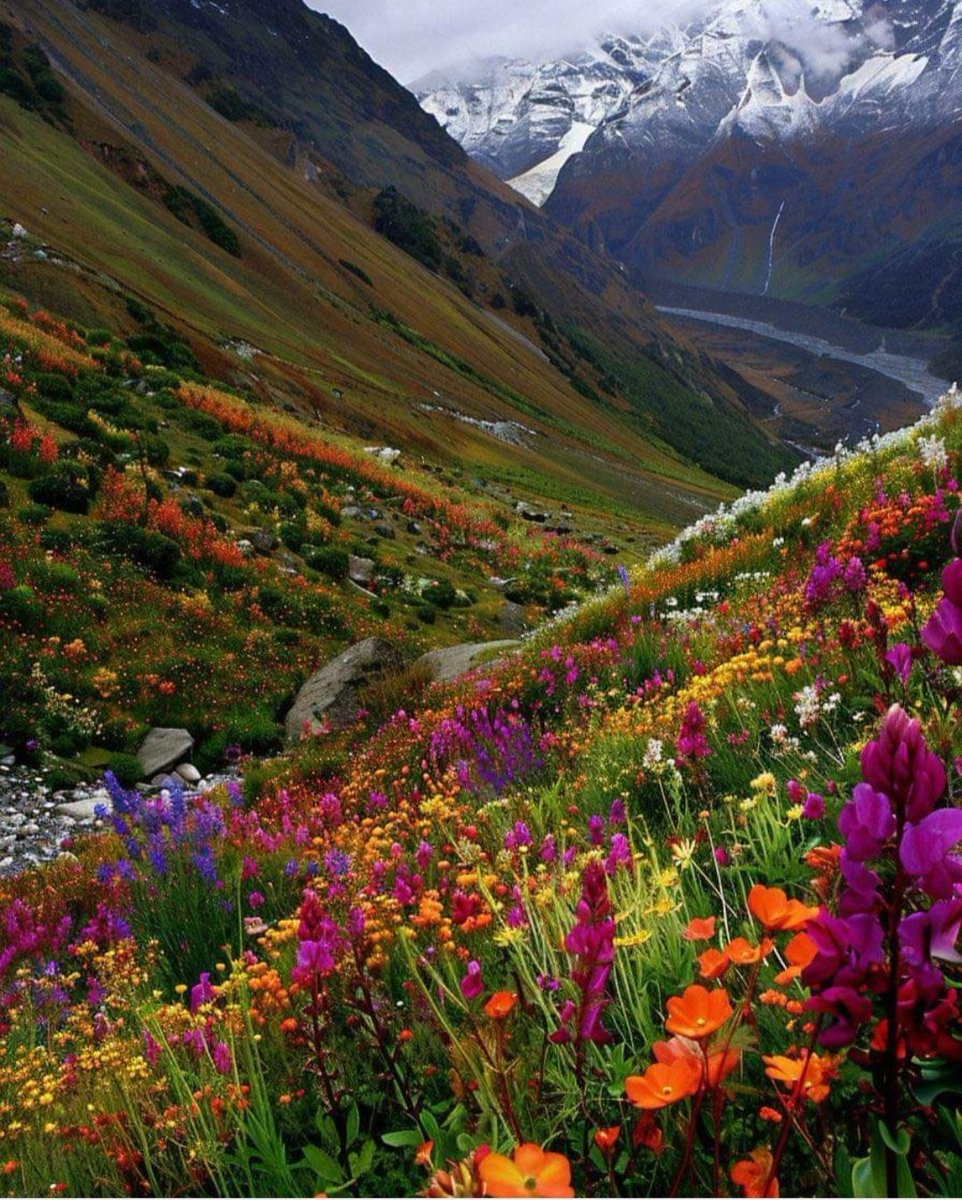Beautiful valley of flowers to end the day and weekend!! Let's wish to start the new day in morning with new aspirations and wishes❤️❤️❤️...Have blessed time ahead...