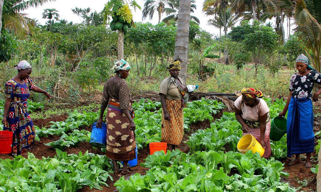 Happy #MothersDay to all the amazing smallholders who are the frontline workers in the fight against global hunger. 🧑‍🌾🌎

Your role is instrumental in driving agricultural transformation towards a more resilient and productive future. 

#Agriculture #FoodSystems #Sustainability