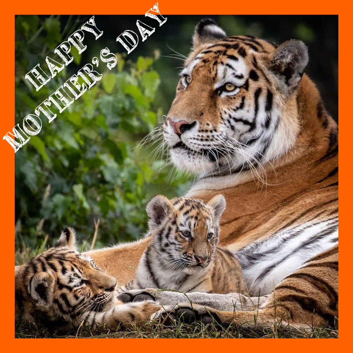 Happy Mother’sDay to every @LancasterISD Tigress who nurtures, guides, and who is committed to the ROAR each young scholar 🖤🧡 #InspireEmpowerRRRROOOAAAARRR 🐅