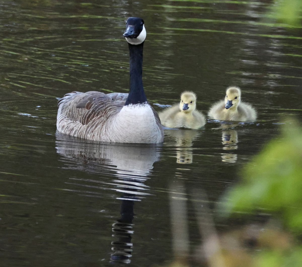 Happy #MothersDay #BonneFêteDesMères 💛 Sweet Mother Goose and her babies at the Ruisseau de Brasserie. #birdwatching #springmigration @ThePhotoHour