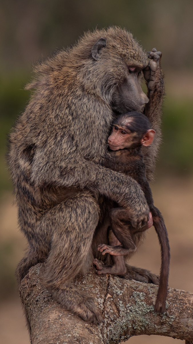 #HappyMothersDay but if I may ask, what makes a mother happy ?

#MotherDay #CelebrateMom #CaptionThis #photograghy #wildlife #question
