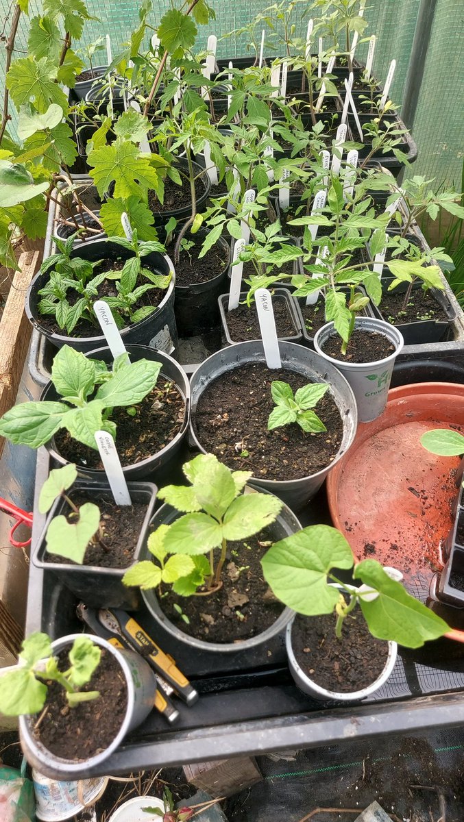 The peas & beans are outgrowing their pots & modules so I have erected some wobbly canes (already tugged by emus) to get them planted out. Black Doulting runners, Golden Sweet mangetout & Sugar Magnolia Snap peas, Cosse Violette, Borlotti & Cherokee Vale of Tears beans 🌱