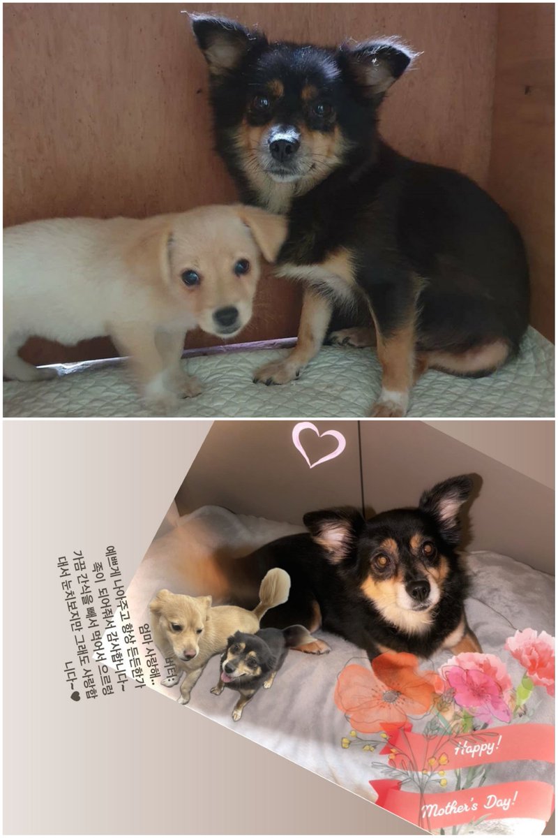 Tzuyu wrote a sweet message on Kaya and Butter on Mother's Day ❤️❤️

it has been 3 years since Tzuyu adopted them from the dog shelter. she initially wanted to adopt just Butter but couldn't leave the mother, Kaya behind so she adopted both 🥹🥹

#TZUYU #쯔위 #ツウィ #子瑜 #TWICE