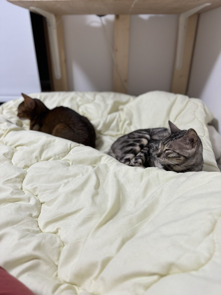 せっかく大方完成したのに結局最近の寝床は下僕の布団になってるお二方
#ベンガル #アビシニアン #猫のいる暮らし #猫好きさんと繋がりたい #猫のいる幸せ #猫の下僕