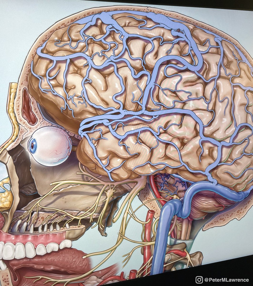 Work in progress #neuroscience #MedicalEducation #neuro #anatomy 🧠 ✍🏻