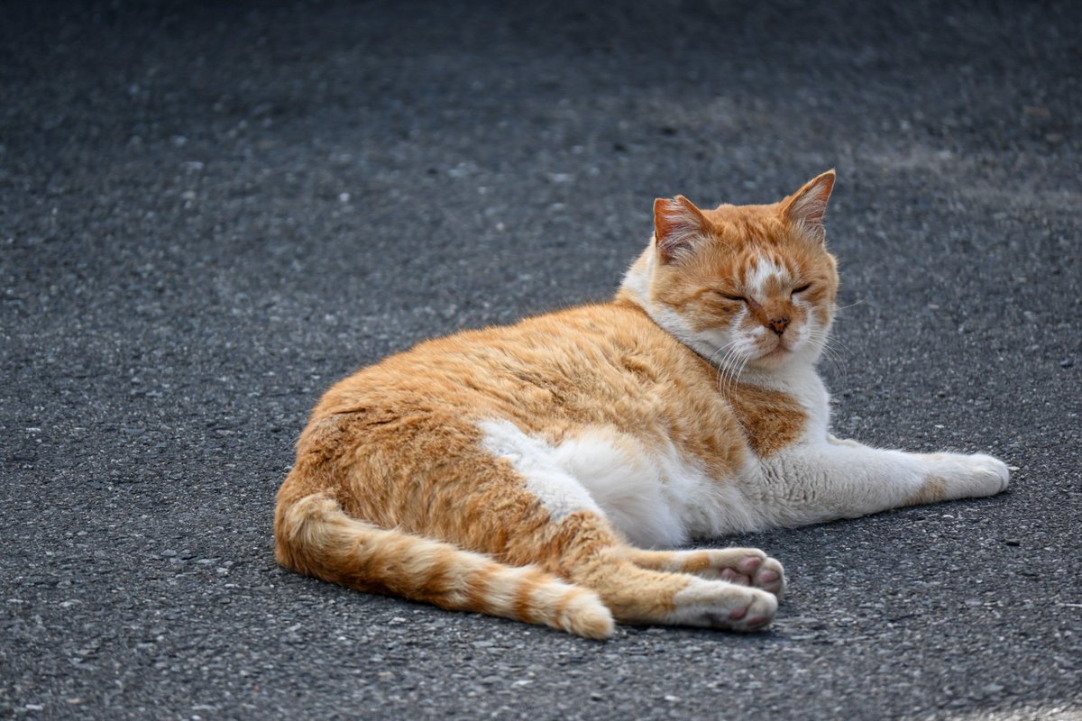 離島の港で出会った猫さん✨

この後、何回か会いました😊

#写真撮ってる人と繋がりたい 
#風景写真 
#photography