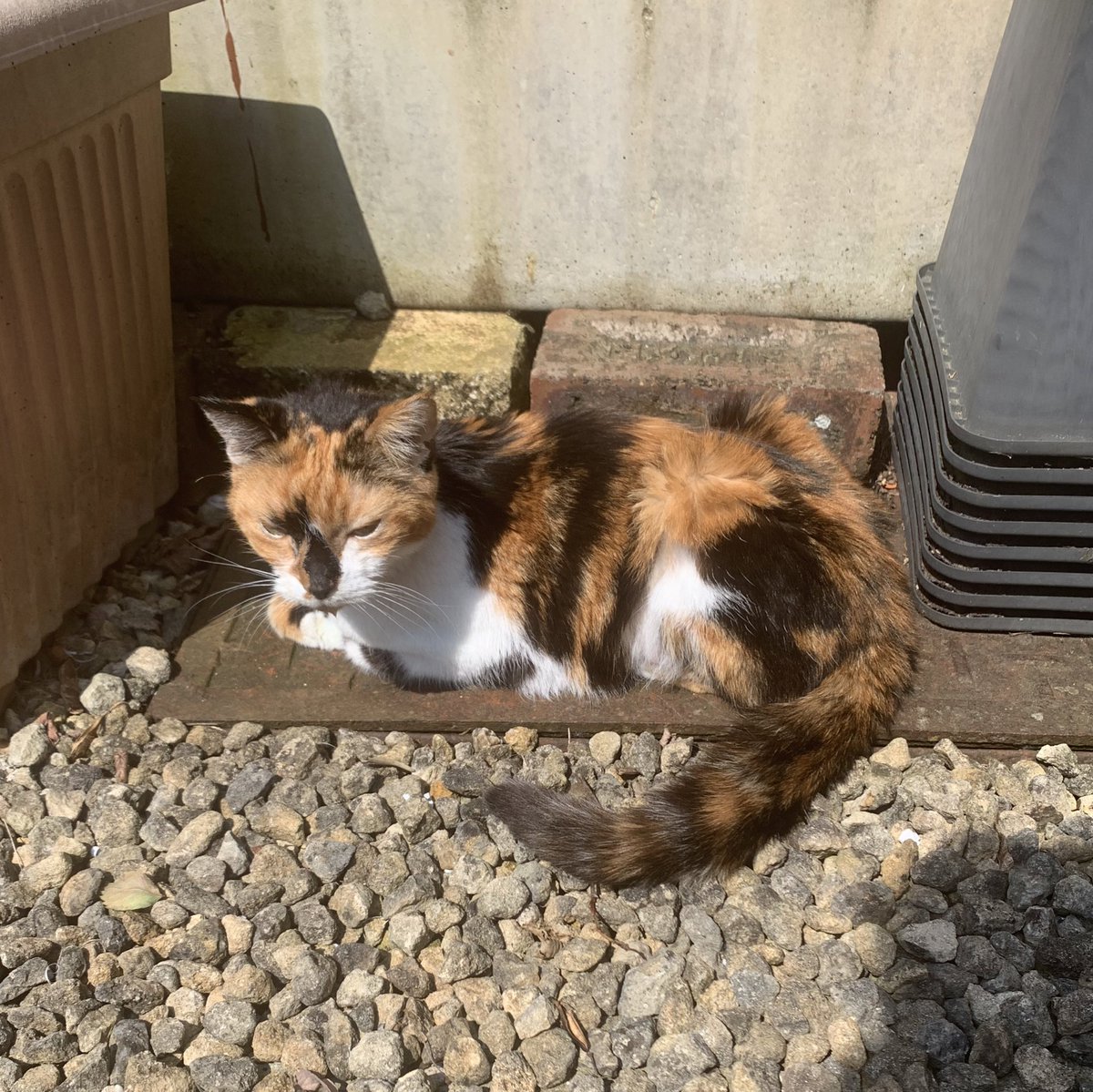 #CatBoxSunday #Hedgewatch #CatsOfTwitter It’s a lovely sunny day in Shropshire and Arwen has parked herself in a warm spot. Mum has moved her now because she’s worried about the metal getting too hot.