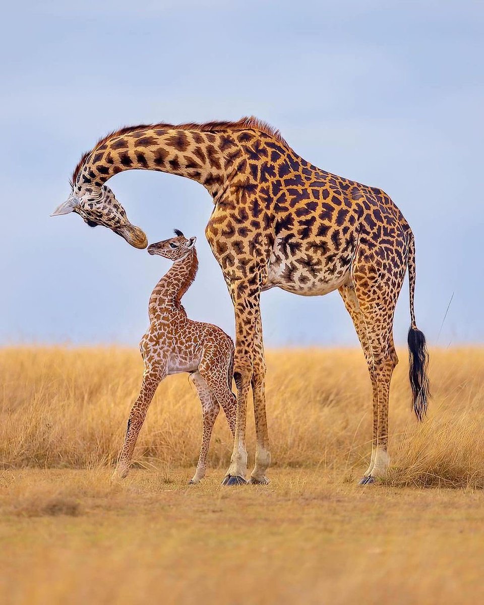 🦒💕 Nothing quite like a mother’s love in the heart of the Maasai Mara. Let this photo bring some sunshine to your day! Credits: @wildbytom. #everythingextraordinary #dmafrica #giraffe #adorableanimals #babyanimals #giraffecalf