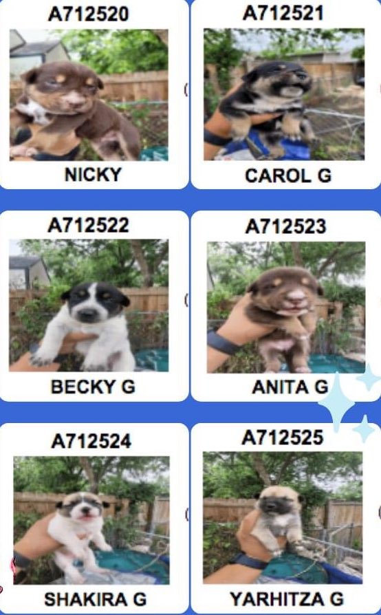 🆘 DOG MOM “YNG MIKO” 💗#A712558 (5yo F) & HER SIX BABIES ARE BEING KILLED TMW 5.13 BY SAN ANTONIO ACS #TEXAS‼️ 

🚸Actively nursing litter🍼
No guarding of the litter/barrier reactivity.
#Rescue &/or #Foster only 📧 acsrescue-foster@sanantonio.gov

#PledgeForRescue 🙏🏼