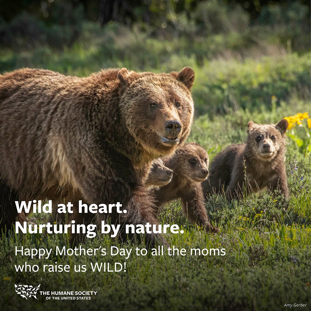 Happy #MothersDay to all the moms who raised us WILD 🐻💞 Help us protect grizzly mama bears this Mother's Day by urging @USFWS to keep them protected under the #EndangeredSpeciesAct 🙌 ACT NOW ➡️ bit.ly/4dDBTB6