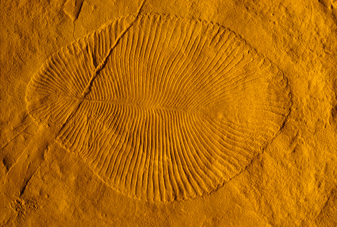 Larger marine animals, like this fossilized, 41-centimeter 'Dickinsonia costata,' evolved around the time that our planet’s magnetic field was weaker and oxygen levels were higher.

sciencenews.org/article/weaker…