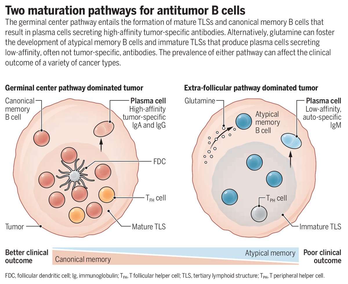 New in Science: Researchers decode the functions of #Bcells infiltrating a variety of human tumors and show that it is the trajectory of the response—not the tumor type—that determines the impact of humoral immunity on #cancer outcome. scim.ag/6Vw #SciencePerspective