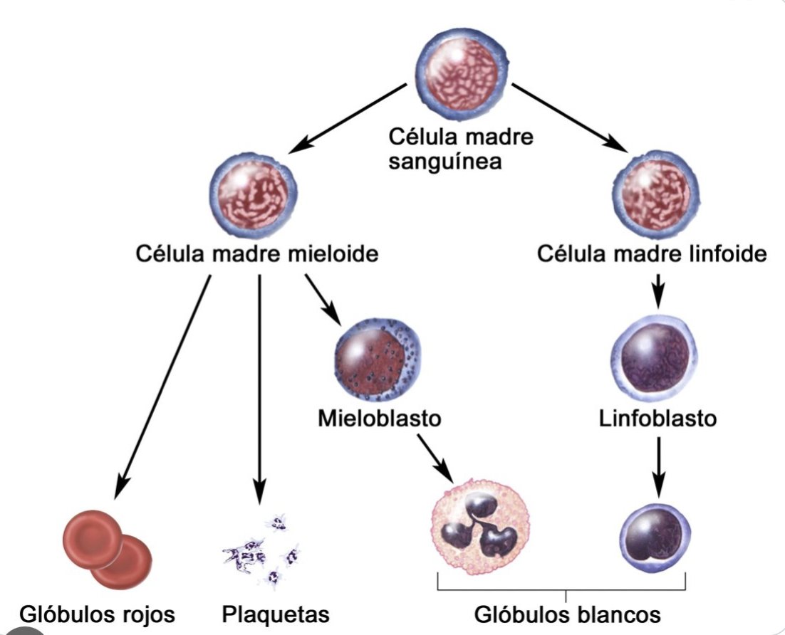 Happy Mother's Day! In Spanish 'stem cell' = 'celula madre' I find this delightful and true!