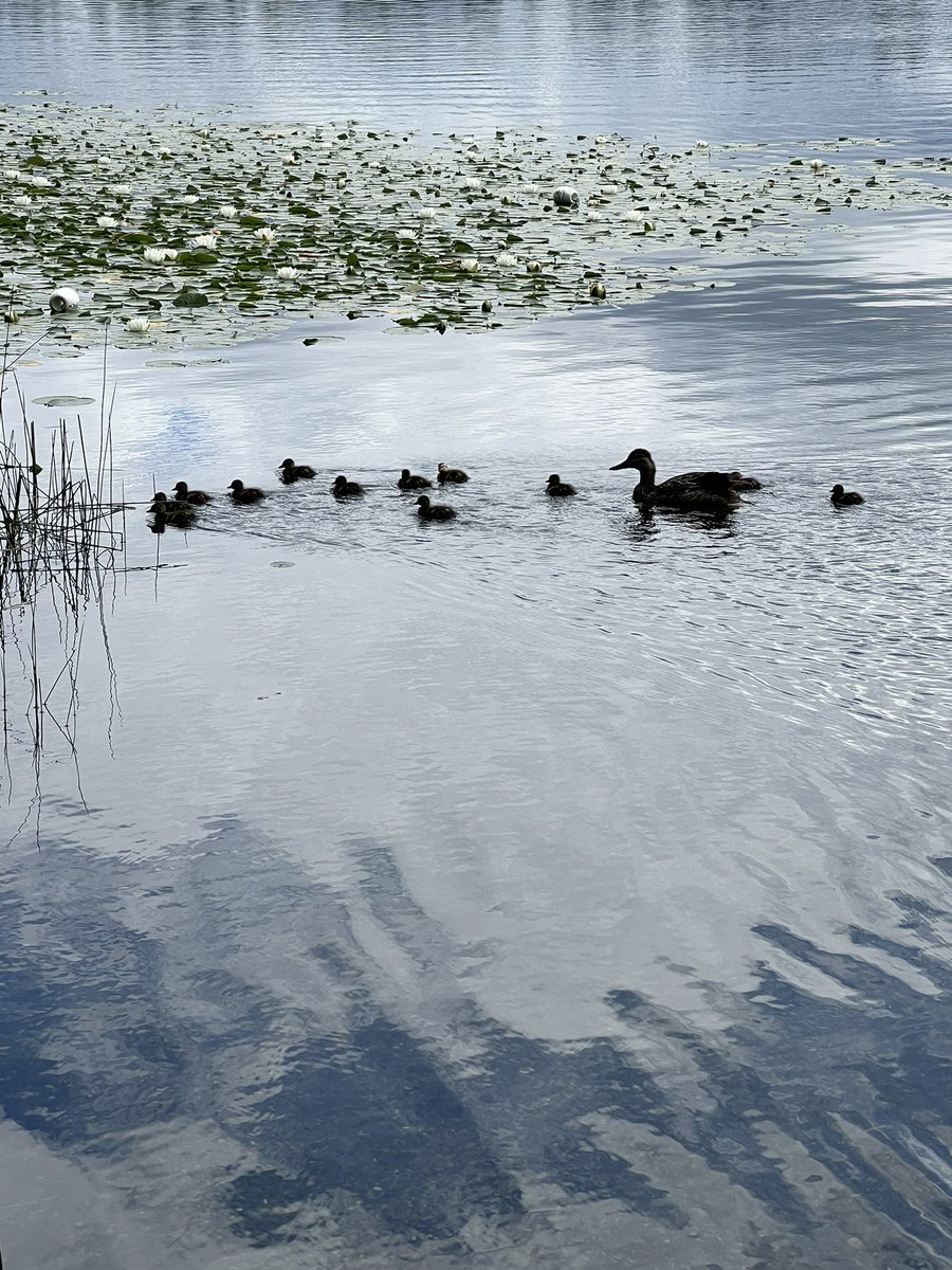 Good morning, happy Sunday & Mother’s Day! I hope all the moms, grandmas, aunties, single dads, and other mom figures have a lovely day today. Be glad you’re not this mamma duck trying teach all her babies how to navigate lily pads! Have a fabulous day!