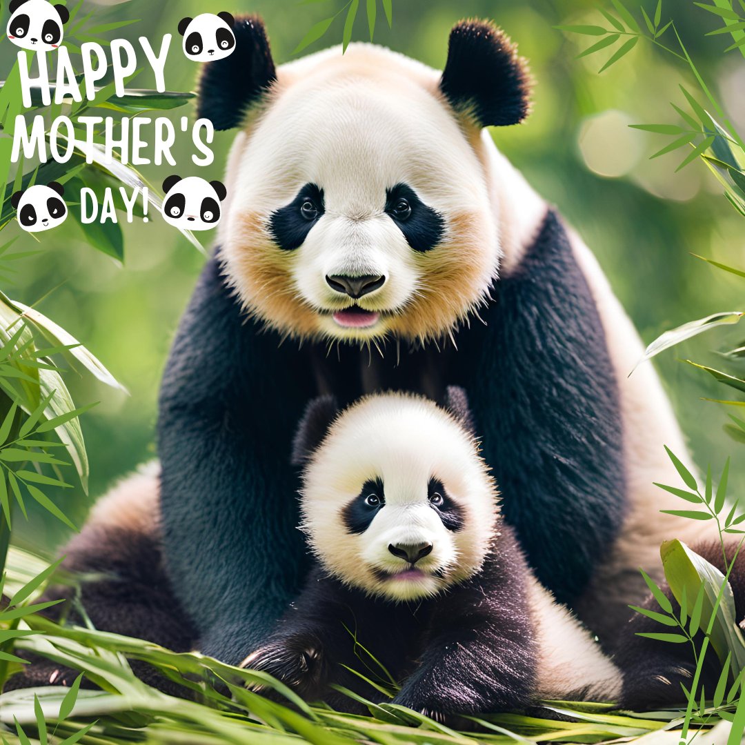 🌼 Good morning and happy Sunday! Wishing everyone a blessed day filled with joy and relaxation. 💕💃 a special shoutout to all the wonderful moms out there on this Mother's Day! 🐼🌼 you are appreciated and loved! 💐💖 🐼 Mama, today is your special day! ❣️🌺 Mama, you're my…