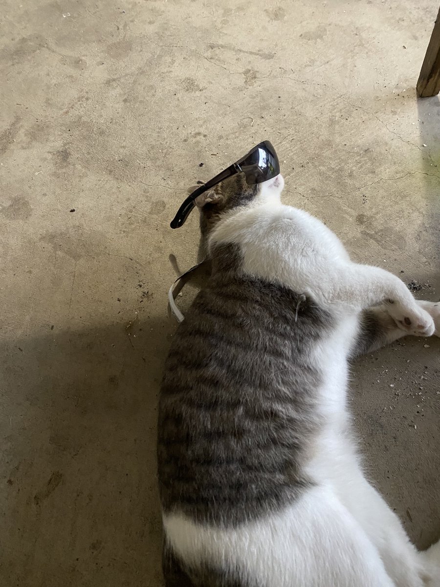 My grandson thought it would be a good idea to put the sunglasses on his kitty this morning. Happy Mother’s Day to all the mothers out there.