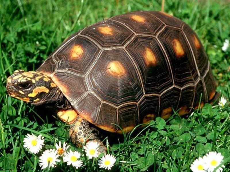 Declaro a la morrocoya/morrocoy como la mejor tortuga del mundo!!!Los que la crían para solo comérselas son unos putos nacos indígenas 

Son demasiado tiernas por dios 💕💕