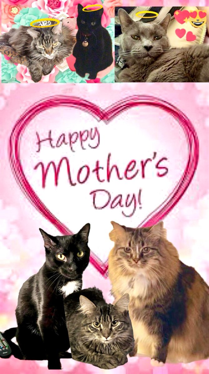 #HappyMothersDay2024 to all the Mommies. @TheCatMalice @GeneralCattis @BengalPandora @toby_rules1 @MaineCoonCatsOH @LittleMaineCoon @JusticeToAll @5Pets_MyHusband @mitsy2714 @Robin2020Rockin @ridley_aka @joyofcats @frisky9 @FartyCheddarCat @Malcolm_theCat @RhondaHendee