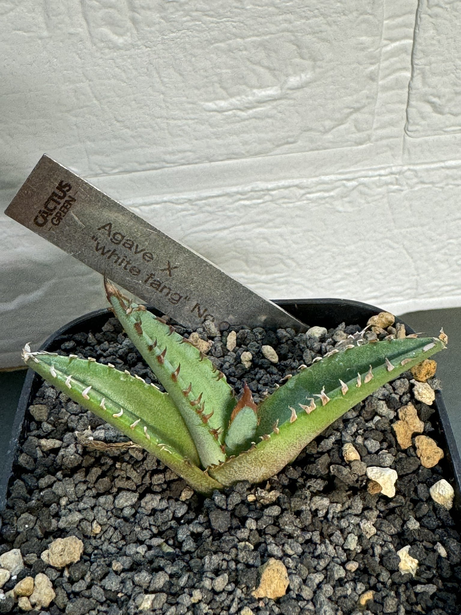 カクタスグリーン - Search / X