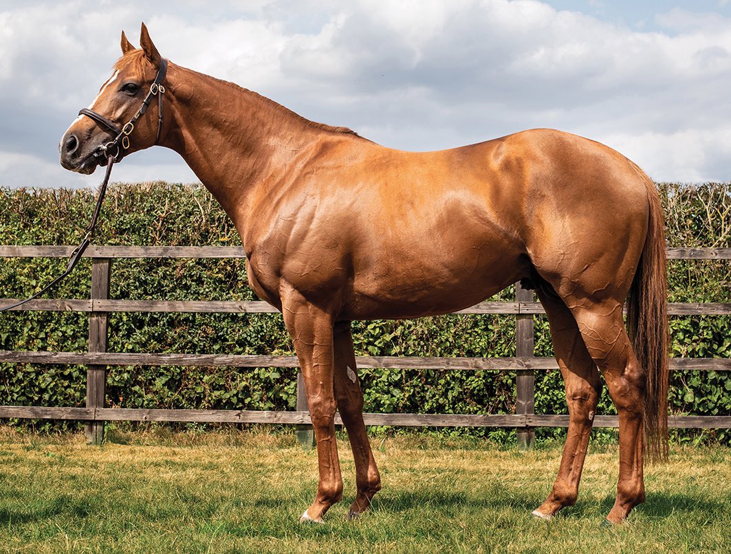 New Group winner for @CPStudOfficial’s Ulysses (pictured) 💥 The @JuddmonteFarms owned and bred WENDLA is a smart winner of the Gr.3 Al Shira’aa Racing “Mutamakina” Stakes @LeopardstownRC 🏆 Catch the race review and pedigree of this 3yo filly in tomorrow’s EBN #ReadAllAboutIt