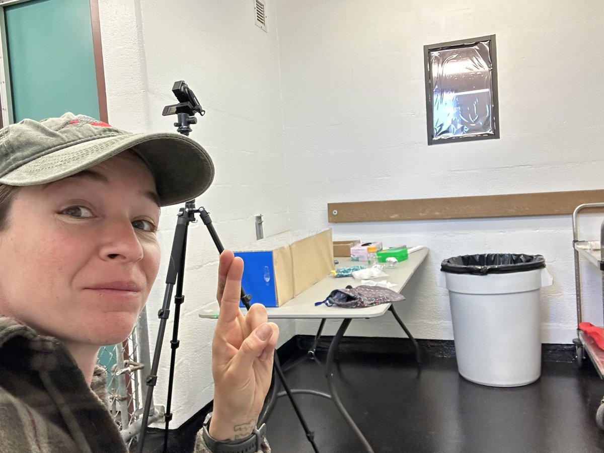 T-minus 4 minutes until my first behavioural trial on female #SongSparrow mate preferences begins. Wish me luck!

#research #science #AnimalBehaviour