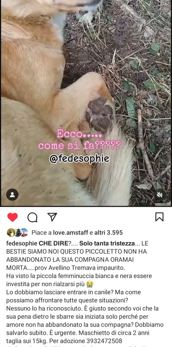 STRAURGENTISSIMO🆘🆘🆘🆘️🆘️☎️3932472508🐕'HA ASPETTATO VICINO LA SUA COMPAGNA MORTA,E RIMASTI AD ASPETTARE'😭Dolce cucciolo di 2 anni,ha bisogno conurgenza di una famiglia,FACCIAMO UN MIRACOLO NON PUO FINIRE IN CANILE #4voiceless 🏡😔🙏 Avellino