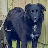 #LOST #DOG DAISY Young Adult #Female #RoughCollie Black With a White Bib #Spayed #Missing from #Shawbury #Shropshire #SY4 Central Saturday 11th May 2024 #DogLostUK #Lostdog #ScanMe doglost.co.uk/dog/192131