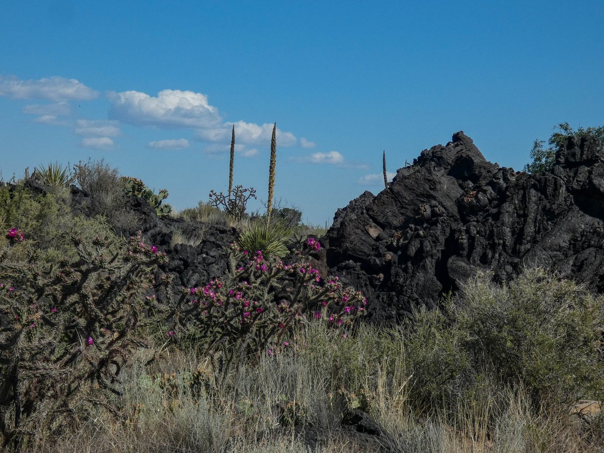 Spring in the lava. 🌺 Valley of Fires (west of #Carrizozo, #NewMexico)

#OptOutside #roadtrip #travel #daytrip #nature #flowers #cactusflowers #volcanic #geology #landscape #naturelovers #HighDesert