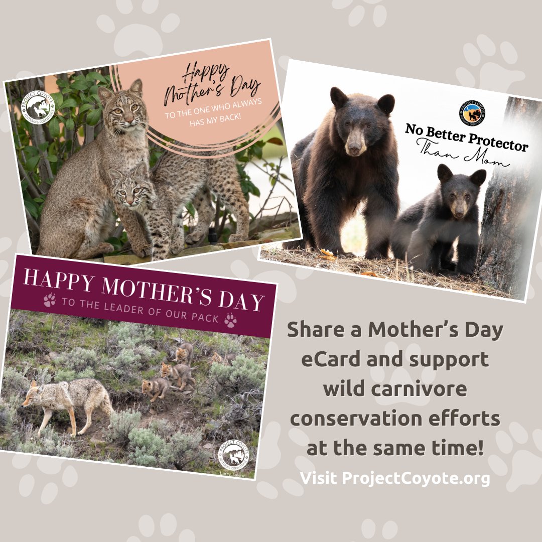 Happy Mother’s Day! Spread the love by sending this adorable fox duo with the mother(s) in your life. Or, for a small donation, send an eCard! projectcoyote.org/send-an-ecard #MothersDay 📷 Molly McCormick | Larry Taylor | Dan Elster | Karin Saucedo | #CaptureCoexistence