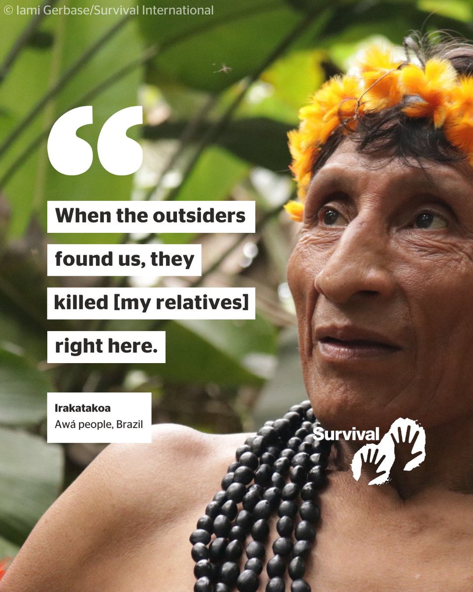 Forced contact was catastrophic for Irakatakoa's people, the Awá. Now the uncontacted Kawahiva people are fighting for their survival. Irakatakoa's story could be repeated if the Kawahiva's territory isn't properly protected. svlint.org/KawahivaTW