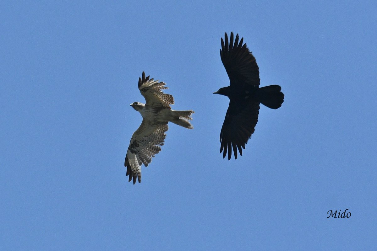 Japanese Black Kite (Milvus migrans) & Crow #birds #birdphotography #birdtonic #birdtwitter #wildlife #wildlifephotography #Saitama #Japan