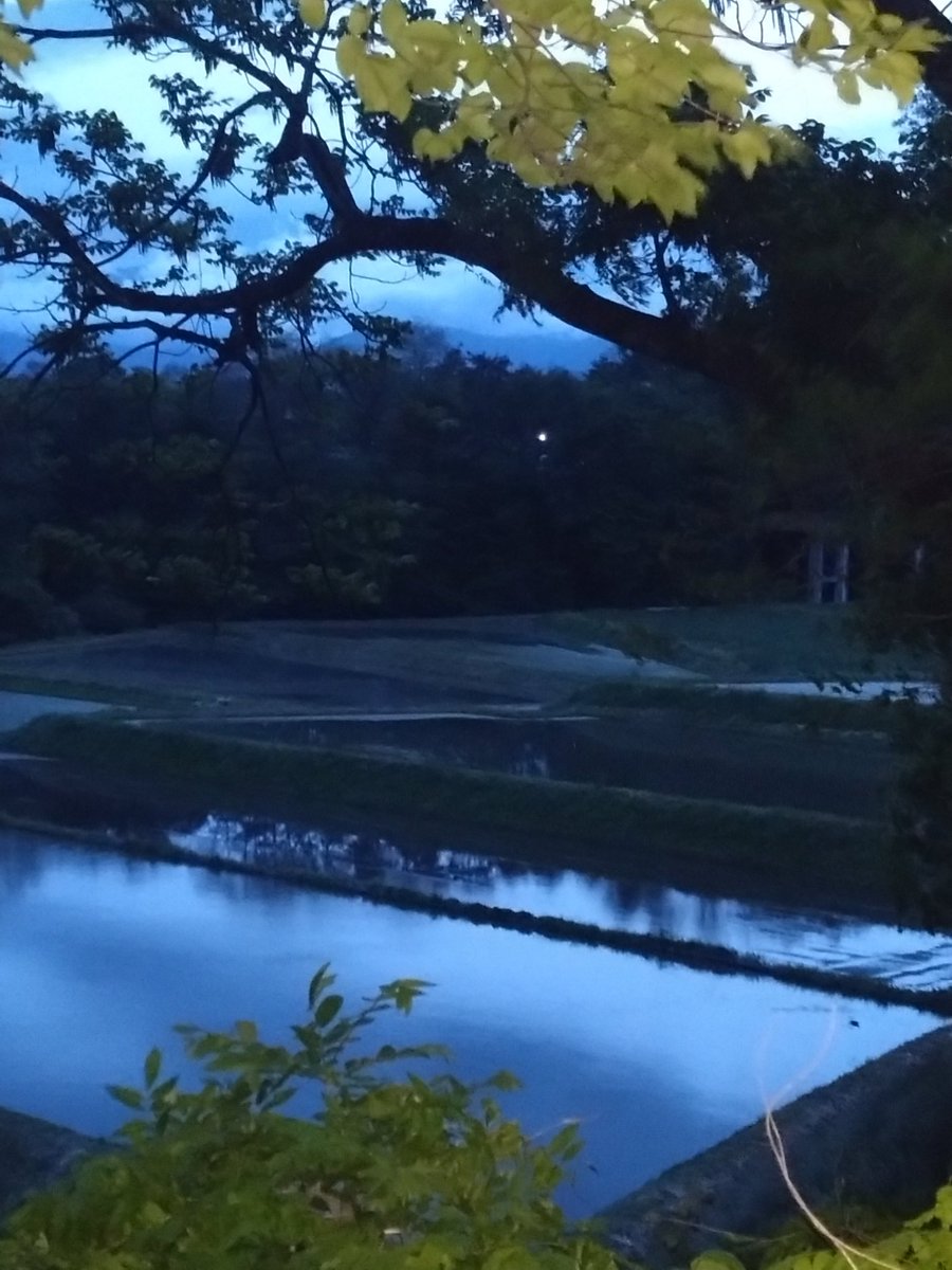 今夕の散歩道。水田に映り込む景色はこの時季ならでは。いよいよ蛙が盛んに鳴いている𓆏
