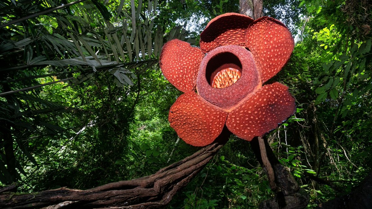 Batik besurek from Bengkulu, Sumatra, has giant padma (Rafflesia arnoldii) as a common motif. Rejang people call it the devil's bowl flower, while others call it ibeun sekedei/the ghost cup, used for storing betel leaves for supernatural forest creatures. 1/2 #FolkloreSunday