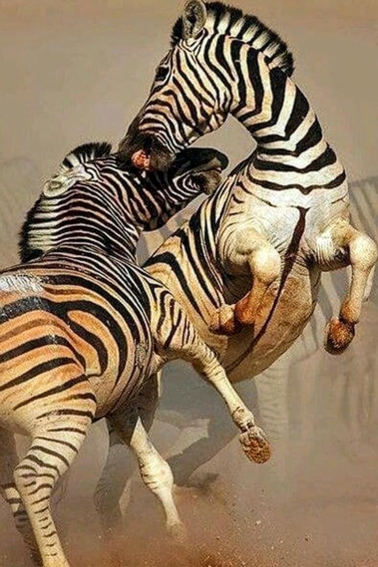 Image 1082 - Animals , Zebras . .
