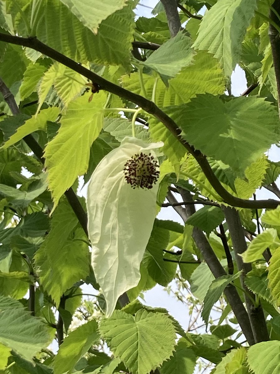 2017. Plant Davidia aka Handkerchief Tree. 2024. First handkerchief spotted. There are very few quick wins for a gardener…