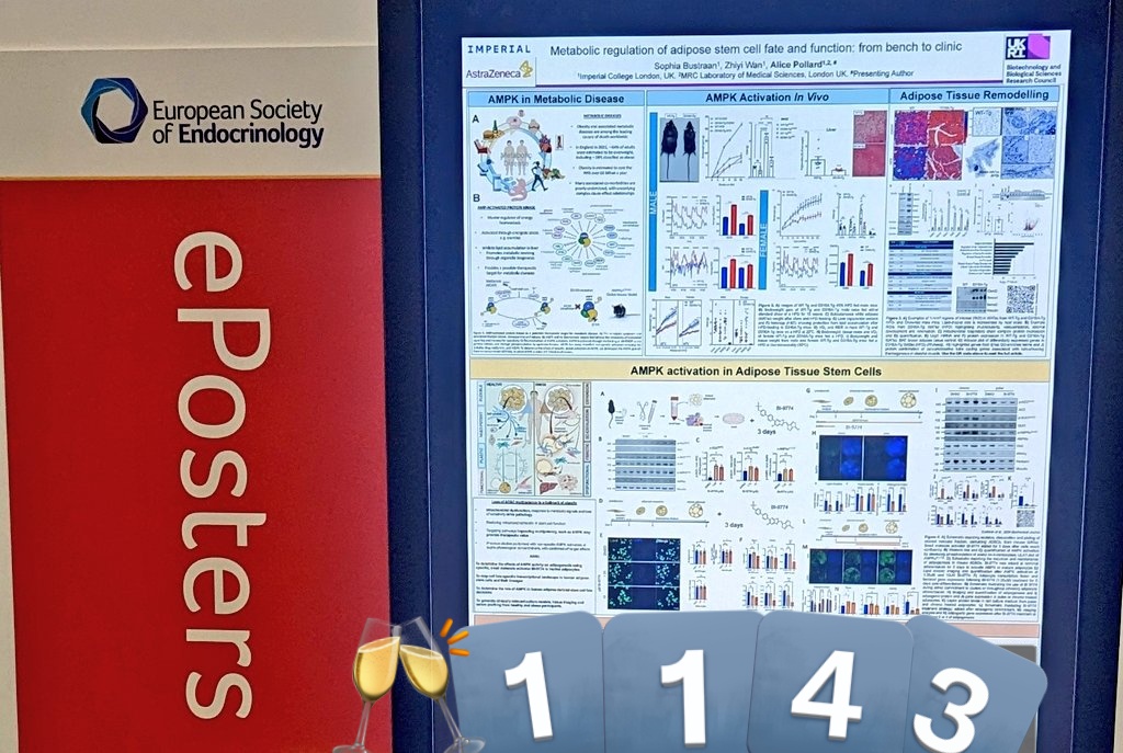 Join me at ePoster #1143 @ESEndocrinology #ece2024 to talk about our recent publication on AMPK and LEPTIN in adipocytes. Scan the QR codes to read each paper. Credit goes to Sophia, Zhiyi, @BBSRC host @imperialcollege and to @AstraZeneca for previous work with @cellularstress