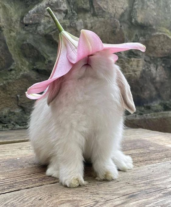 flower bunny