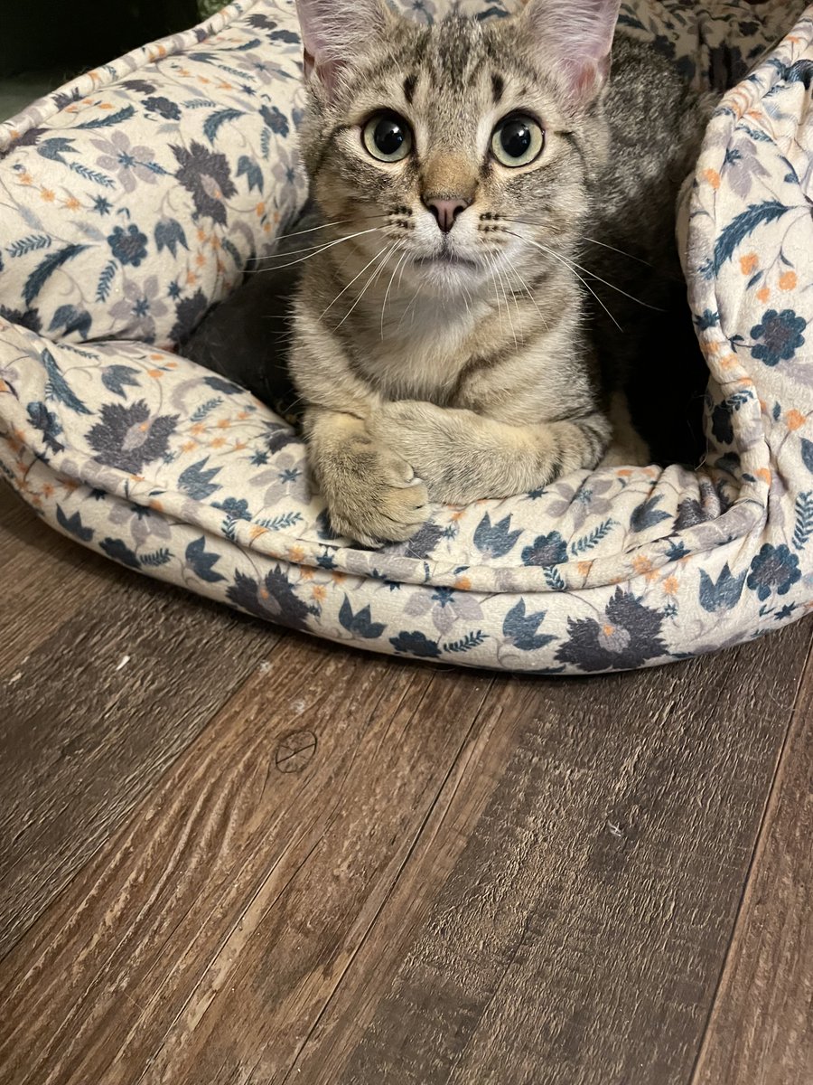 4 month old Larry and Harry #Kittens would love a Mama on #MothersDay - and for the rest of their lives!
Their Foster Mom says they are so loving and sweet, cuddlebugs, playful and get along with her adult and senior cats. #Furbabies #AdoptUs #BondedPair #cats 
See our Pinned