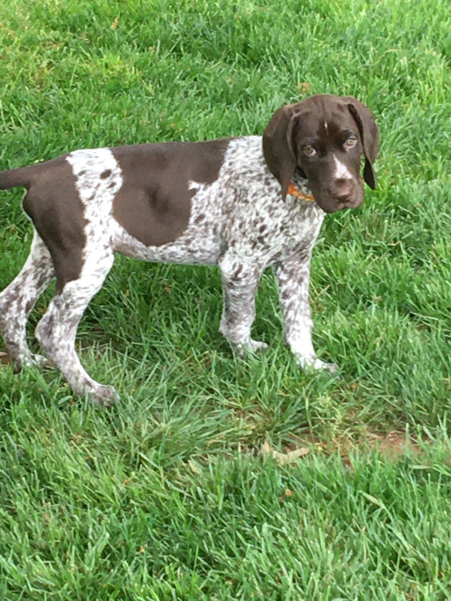 franke124's tweet photo. Newest member of the family.  Garo Vom Nobelle Haus (Angus). https://t.co/9q1KE0CqBT