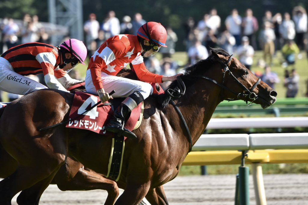 京王杯SC
レッドモンレーヴ  横山和生騎手

直線で先頭に立った時は勝った！と思ったのでハナ差での2着はとても悔しかったですが、上がり3F32.2という脚で追い込んできた姿はとてもかっこよかったです😭
これからも応援します！！