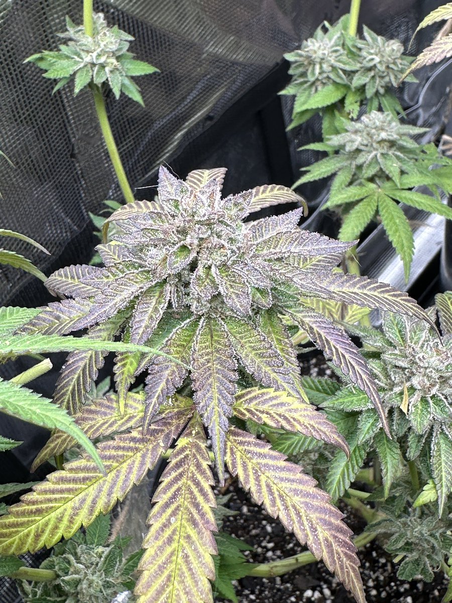 Pure krush from @lrishjake fed @lotusnutrients in a @GorillaGrowTent