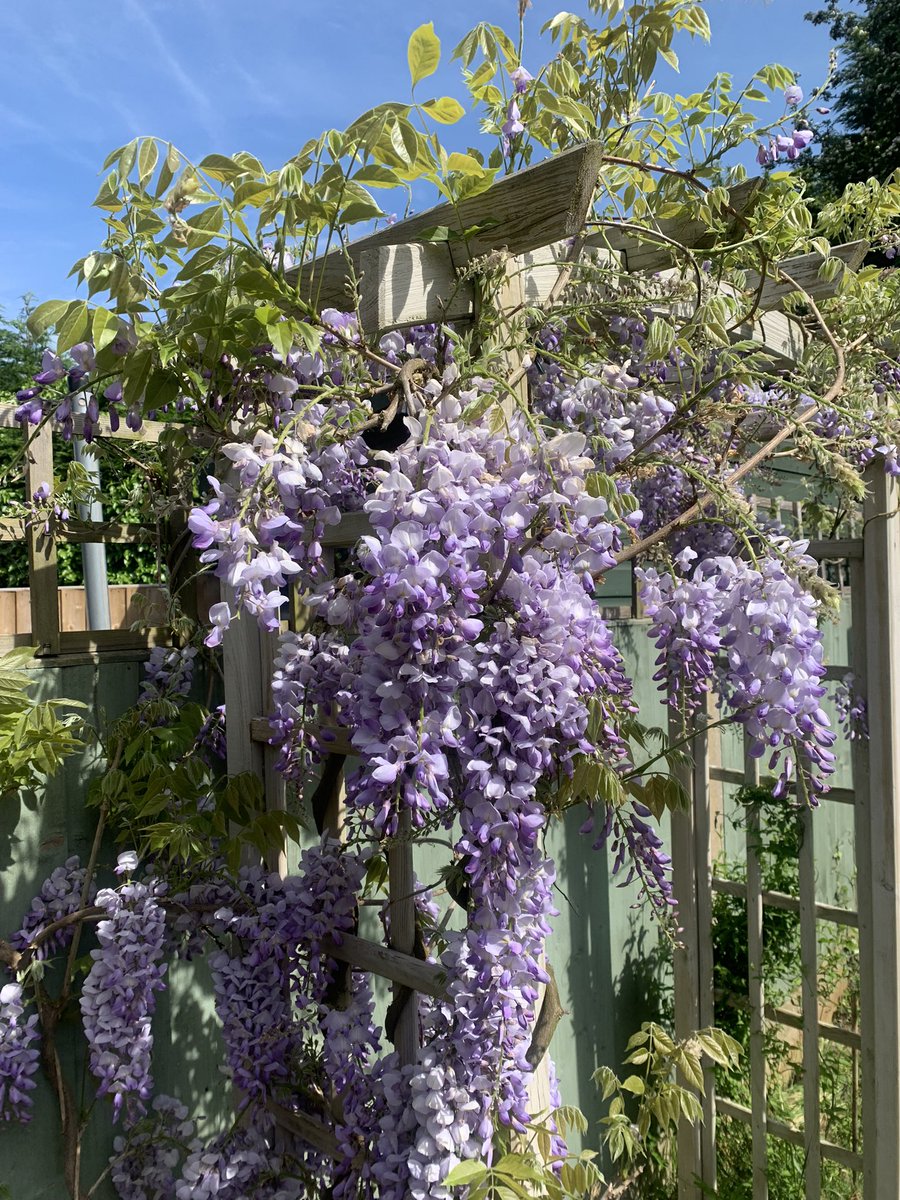 My garden has got some lovely #Bridgerton vibes going on 🐝 Planted this wisteria 3 years ago and this is the first year it has flowered ☺️