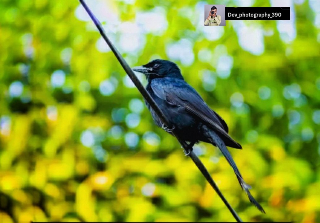 Black Drongo 🐦
.#birds #blackdrongo #bird #nature #drongo #birdphotography #birdsofinstagram #wildlife #naturephotography #best #of #photography #wildlifephotography #birding #birdwatching #birdsofindia #india #birdlovers #captures #naturelovers #indianbirds