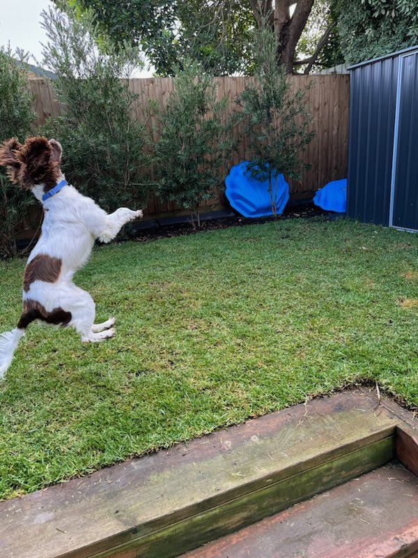 joc303's tweet photo. Definitely a Springer. 8 months old and flying high. Go Henry. 💙 https://t.co/qRhOEfPahx