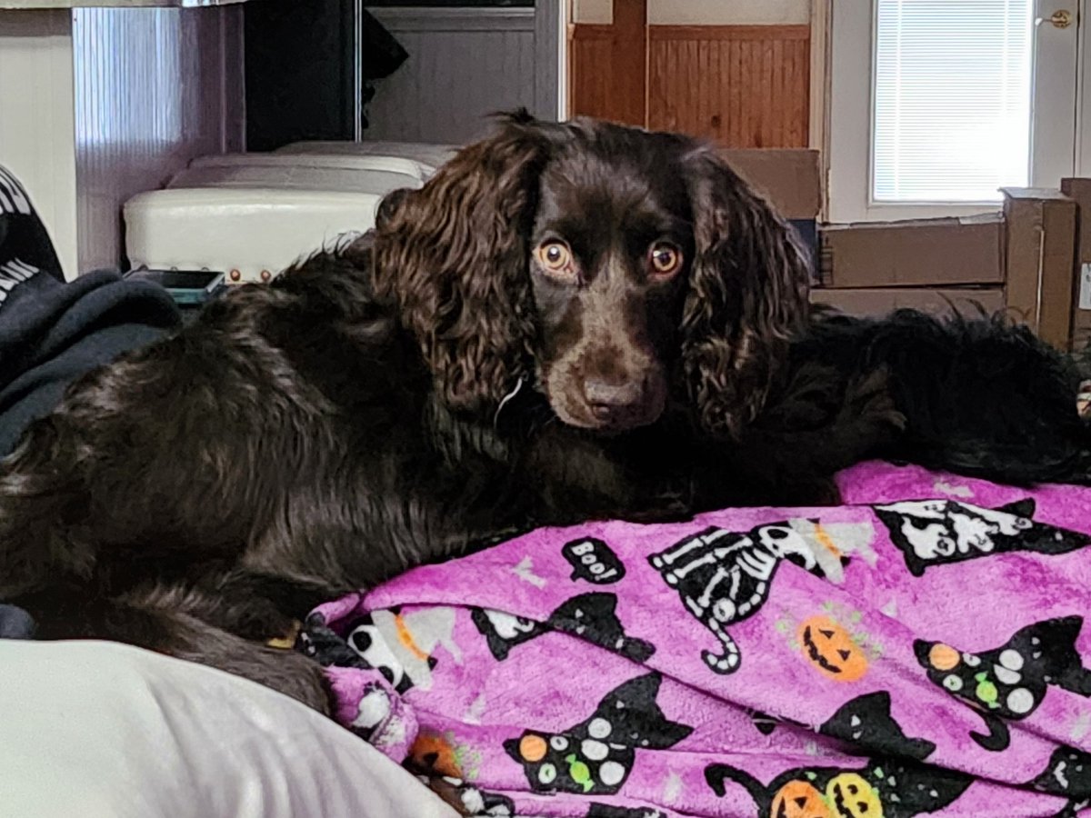 The Granddog...Annie Oakley❤️. #boykinspaniel