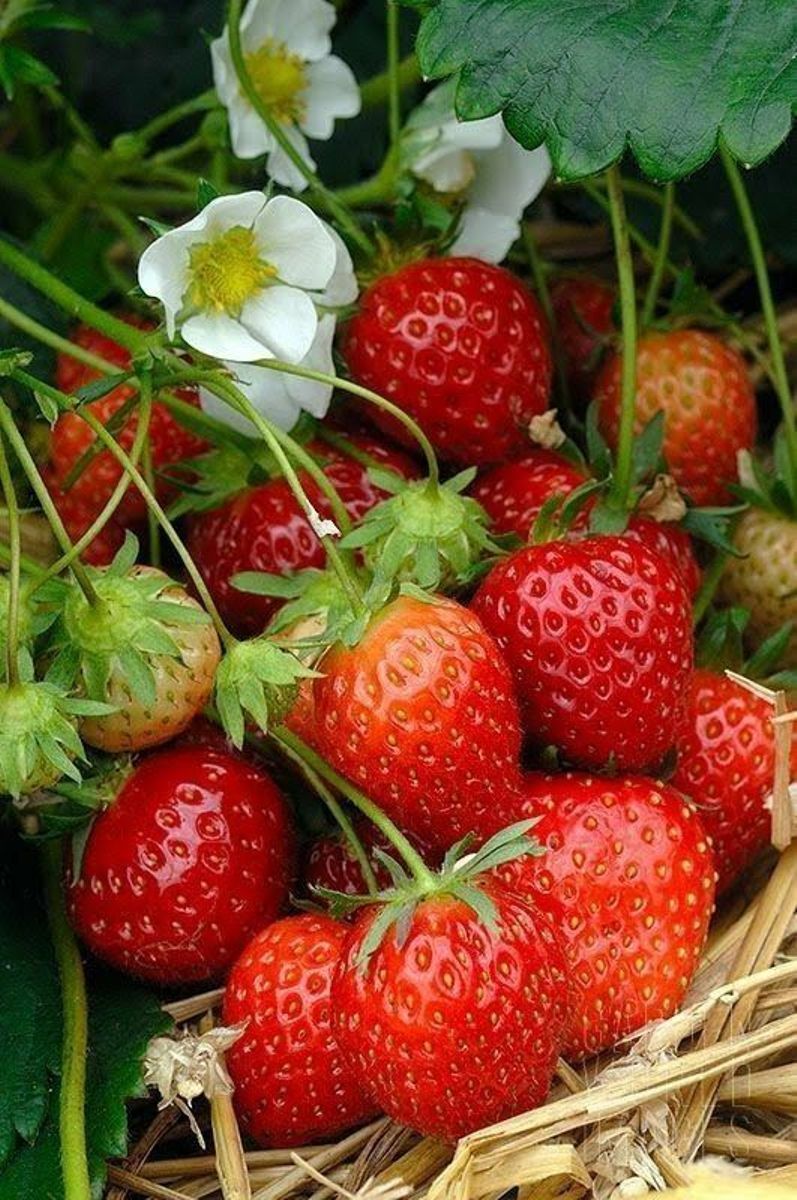 Strawberry Fragaria 'Salsa'🤍💛🌱🥀🍓