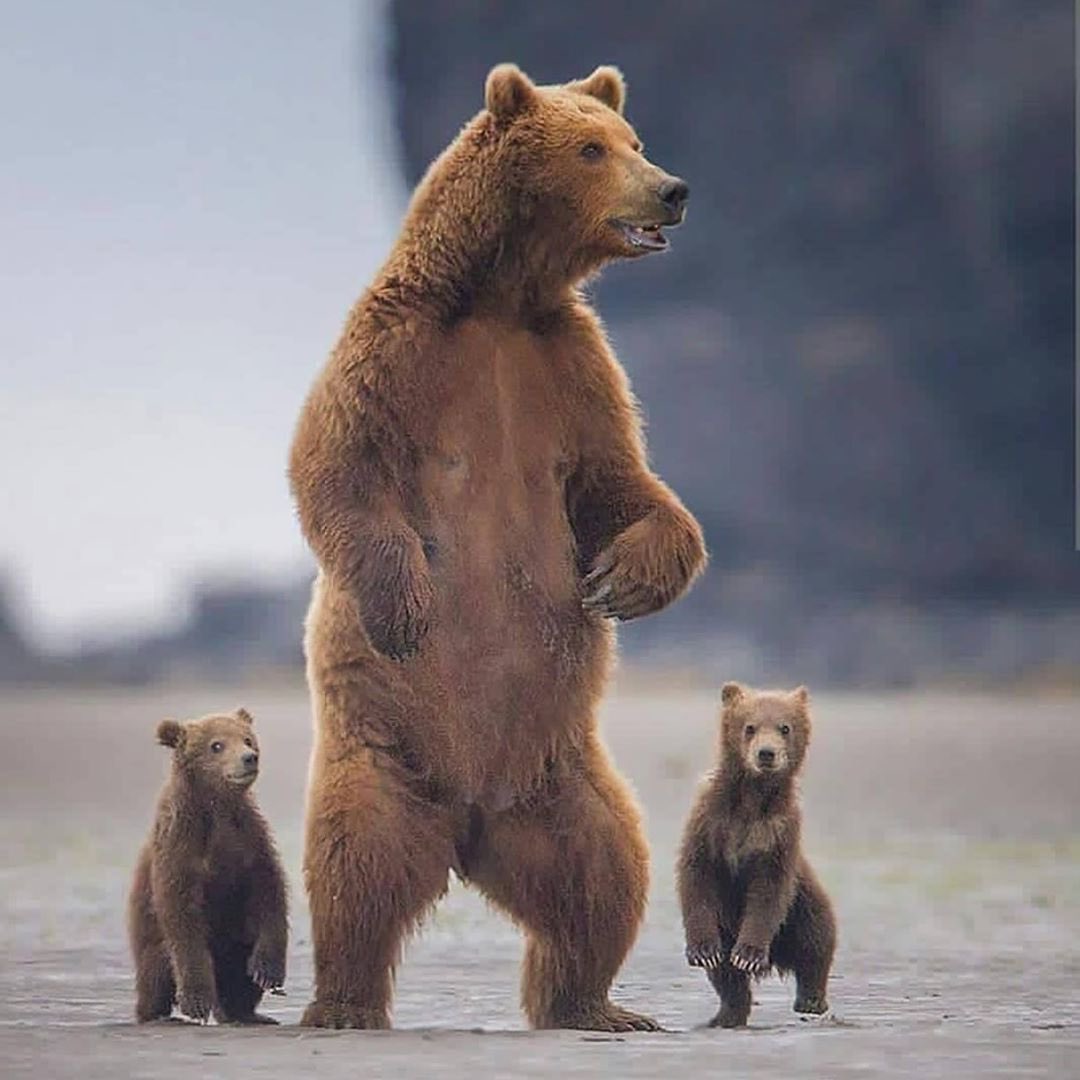 Happy Mother’s Day to all the great Mama Bears out there. Enjoy!