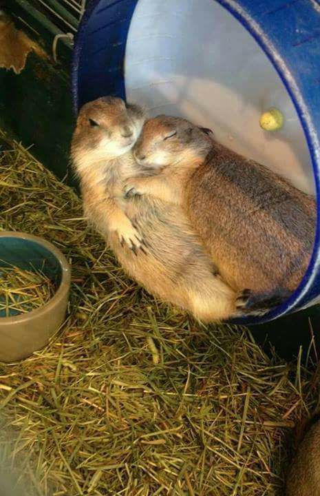 Prairie dogs are cute😍💕🌾🐿️